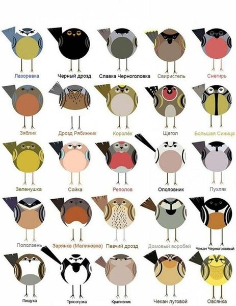 Файл:Шпаргалка-для-орнитолога.jpg