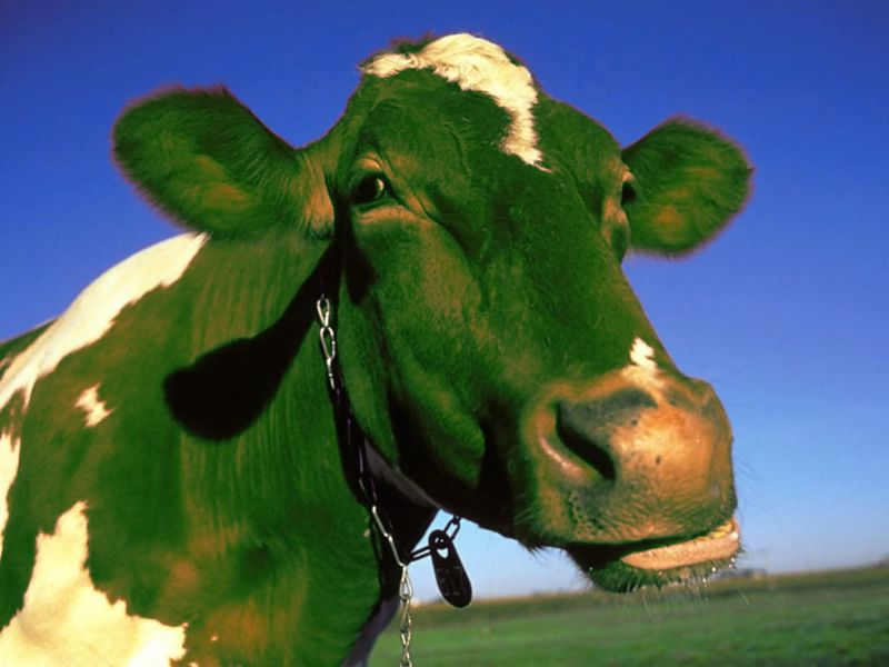 Файл:GreenCow.jpg