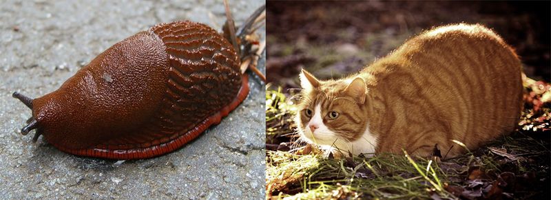 Файл:Tolstiy slizen.jpg