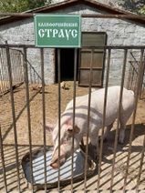 20.10.2020: Зоопарк в сельпо.