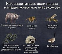 9.10.2025: Способы спастись в зоочрезвычайных ситуациях.