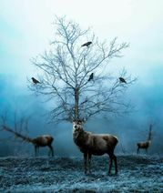 3.1.2020: Оленьи деревья.