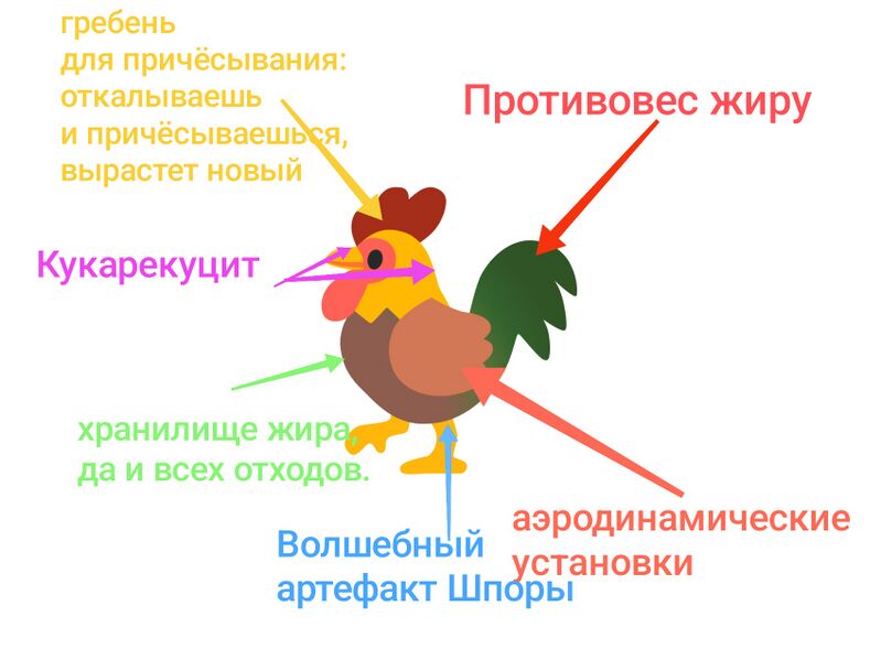 Файл:Строение кур.jpg