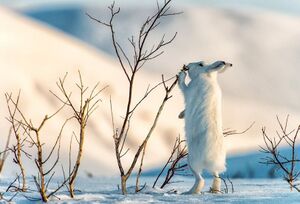 Чукотские зайцы ходят на задних лапах, чтобы их не приняли за промысловых пушных животных, однако