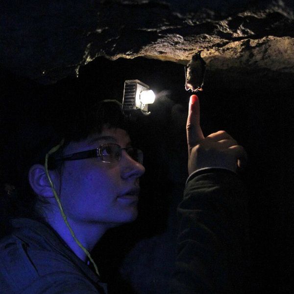 Файл:Mysh v peshchere.jpg