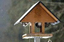 27.4.2018: Скворцы не прилетели