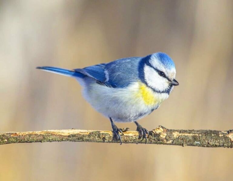 Файл:Лазоревка Плеске .jpeg