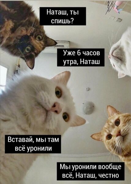 Файл:Наташкины-коты-всё-уронили.jpg