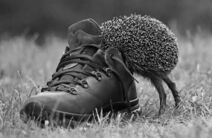 15.11.2019: С ёжиком только прокол да прикол.