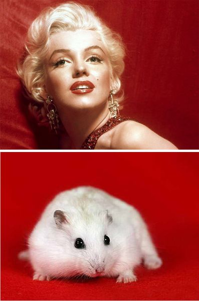Файл:Монро и хомячок.jpg