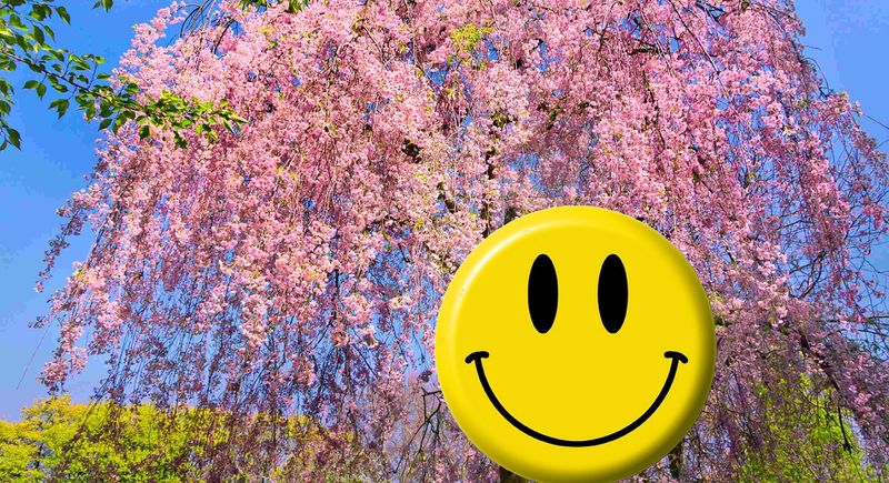 Файл:Смайлик и цветы.jpg