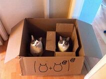 14.11.2019: Коты Шрёдингера: вложение.