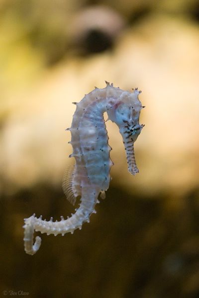 Файл:Конёк морской.jpg