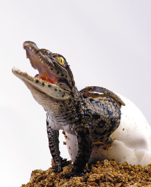 Файл:Rozhdenie krokodila.jpg