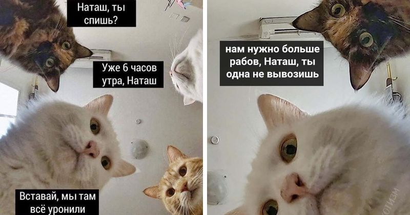 Файл:Коты.jpg