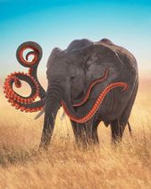 16.1.2020: Ктулходонт.