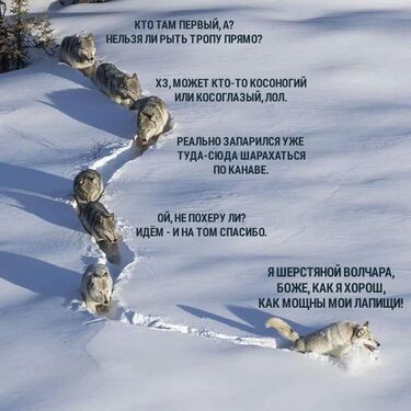 Шерстяной волчара