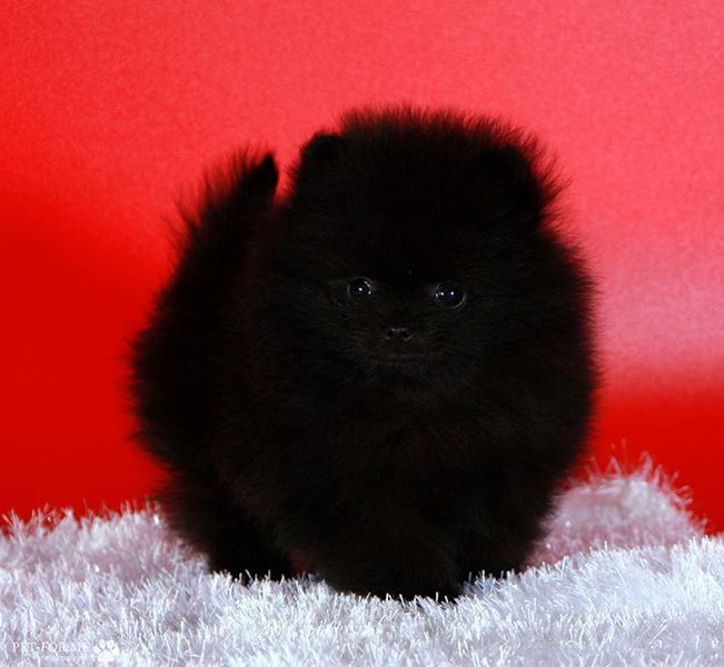 Файл:Cherniy shpits.jpg