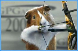 Морская свинка