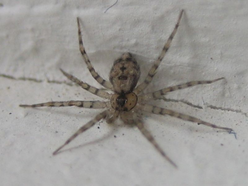 Файл:Схема линий Московского метро.jpg