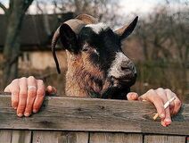 24.12.2020: Козёл отпущения