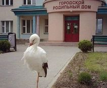 27.10.2020: Аист в режиме ожидания.