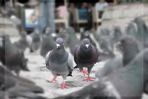 Эти-Двое спешат на встречу