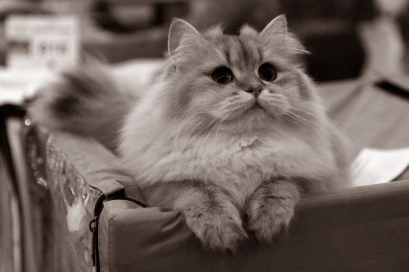 Файл:Лиза 2.jpg