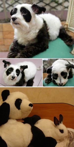 Файл:Эксперименты белорусских ученых генетиков.JPG