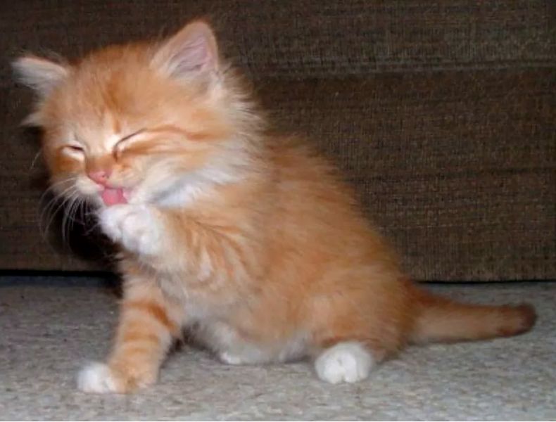 Файл:Red kitten.jpg