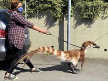 15.10.2020: Выгул домашнего динозавра на карантине.