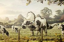 11.1.2020: Гибридная чёрно-пёстрая порода, устойчивая к хищникам.