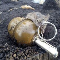 20.2.2022: Инстинкты как-то крысу грызть погнали, Кольцо ей подвернулось из металла Голодной не была, но всё ж не отказалась Чека сошла, граната разорвалась.