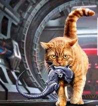 14.3.2020: Котота спасёт мир!