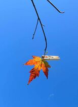 21.11.2025: Не так уж сложно остановить осень подручными средствами.