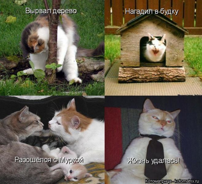 Файл:Кошачья мечта.jpg