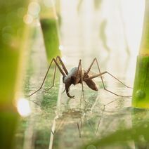 13.7.2019: Делать ныне из мухи слона большинству неугодно — А угодно слона сделать из комара — это модно.