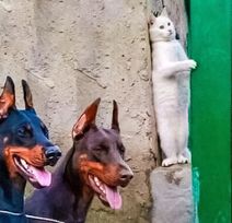 10.4.2020: Белый, пушистый и незаметный.