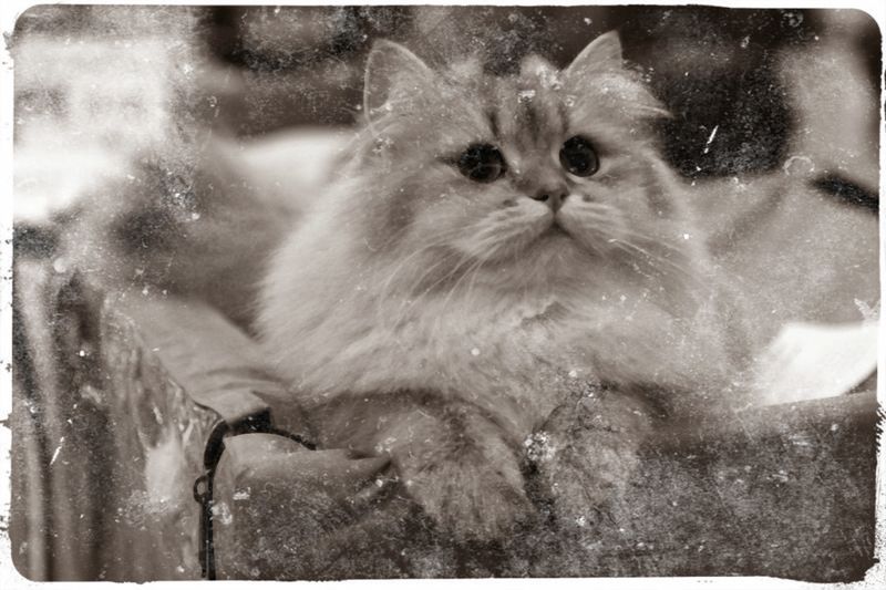 Файл:Лиза 1.jpg