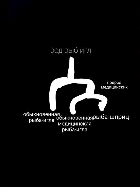 Файл:Класс рыб-игл.jpg